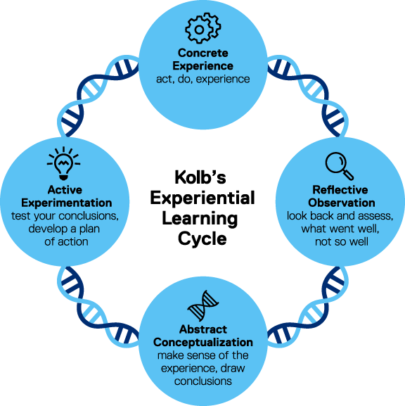 Chu trình học tập của Kolb